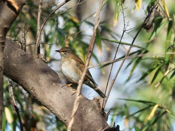 シロハラ 小宮公園(八王子) 2021年12月26日(日)