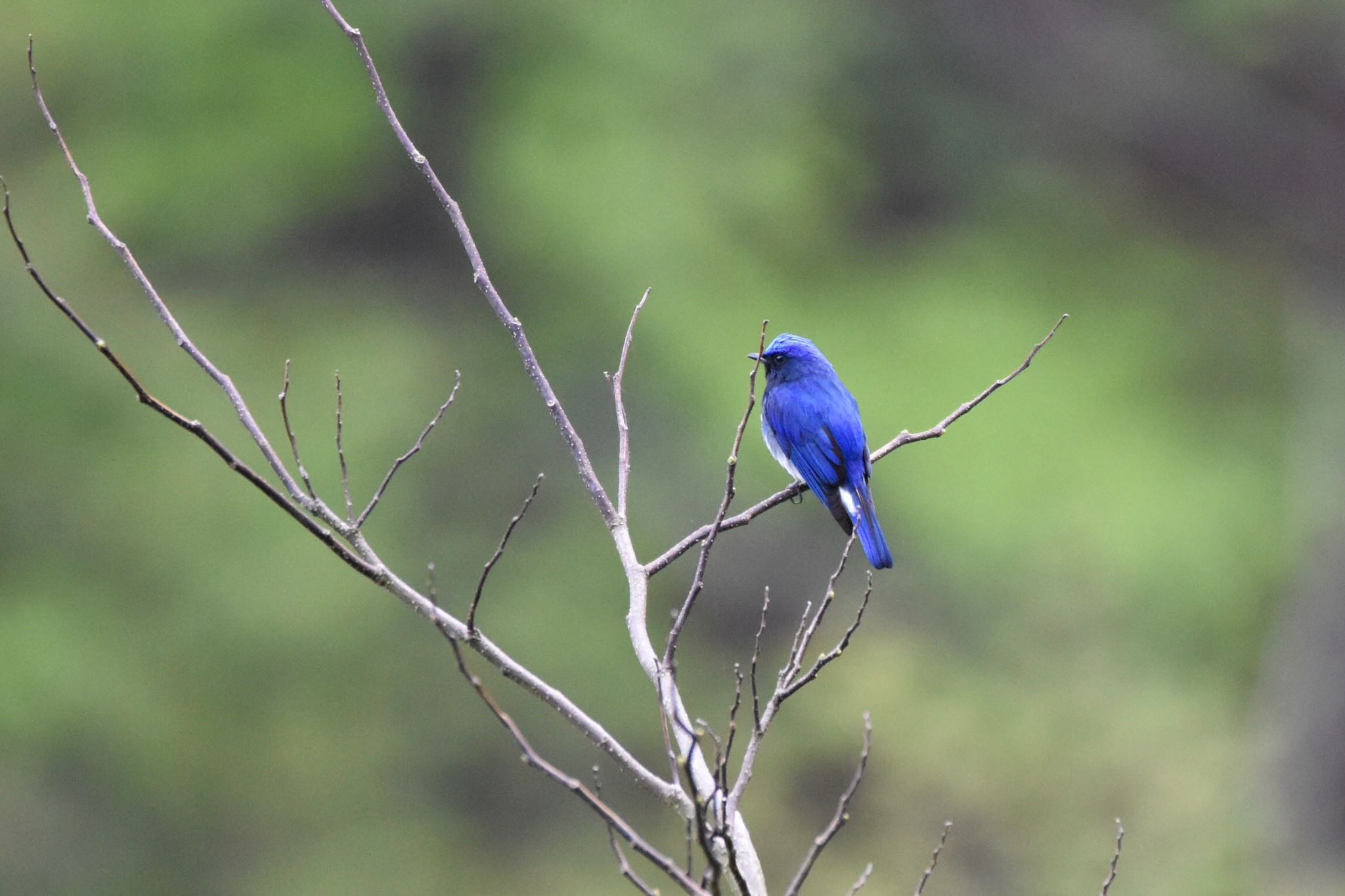 Photo of Blue-and-white Flycatcher at  by yasuyo poko