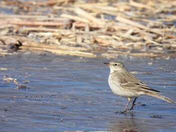 Water Pipit 奥林匹克森林公園(北京) Sun, 12/26/2021