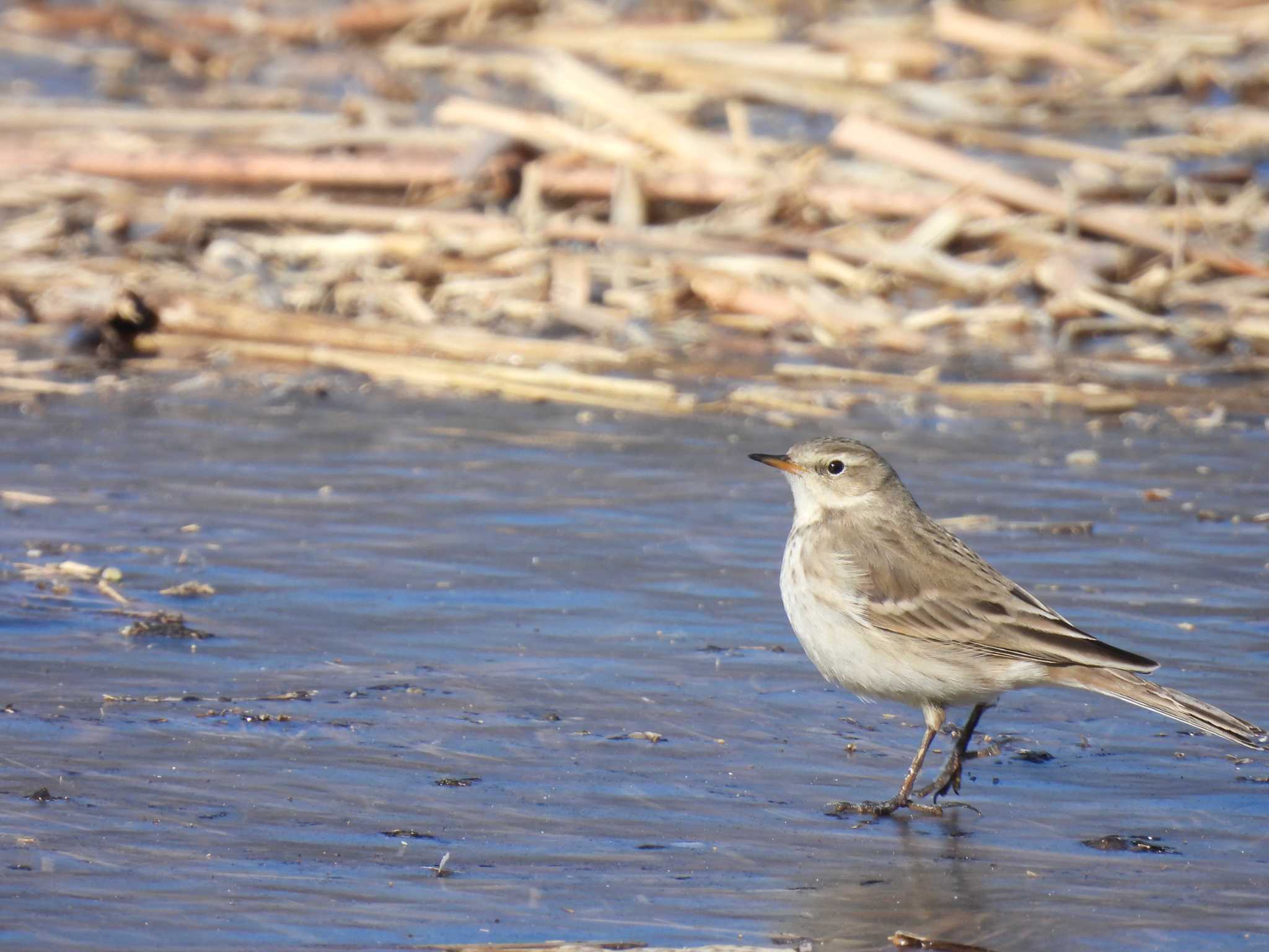 Water Pipit