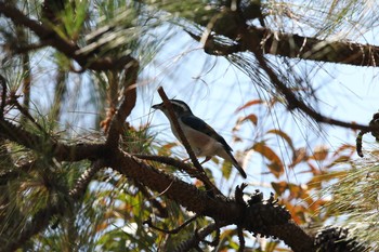 White-browed Shrike-Babbler Doi Angkhang View Point Wed, 3/22/2017