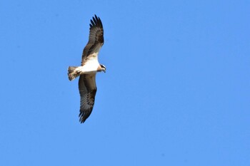 2021年12月13日(月) 多摩川二ヶ領上河原堰の野鳥観察記録