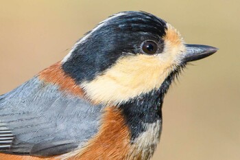 Varied Tit 追分市民の森 Sun, 12/26/2021