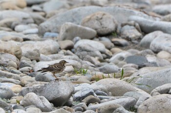 Mon, 12/6/2021 Birding report at 多摩川二ヶ領上河原堰