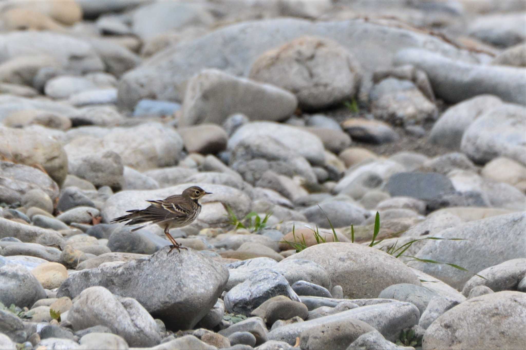 Photo of Water Pipit at 多摩川二ヶ領上河原堰 by geto