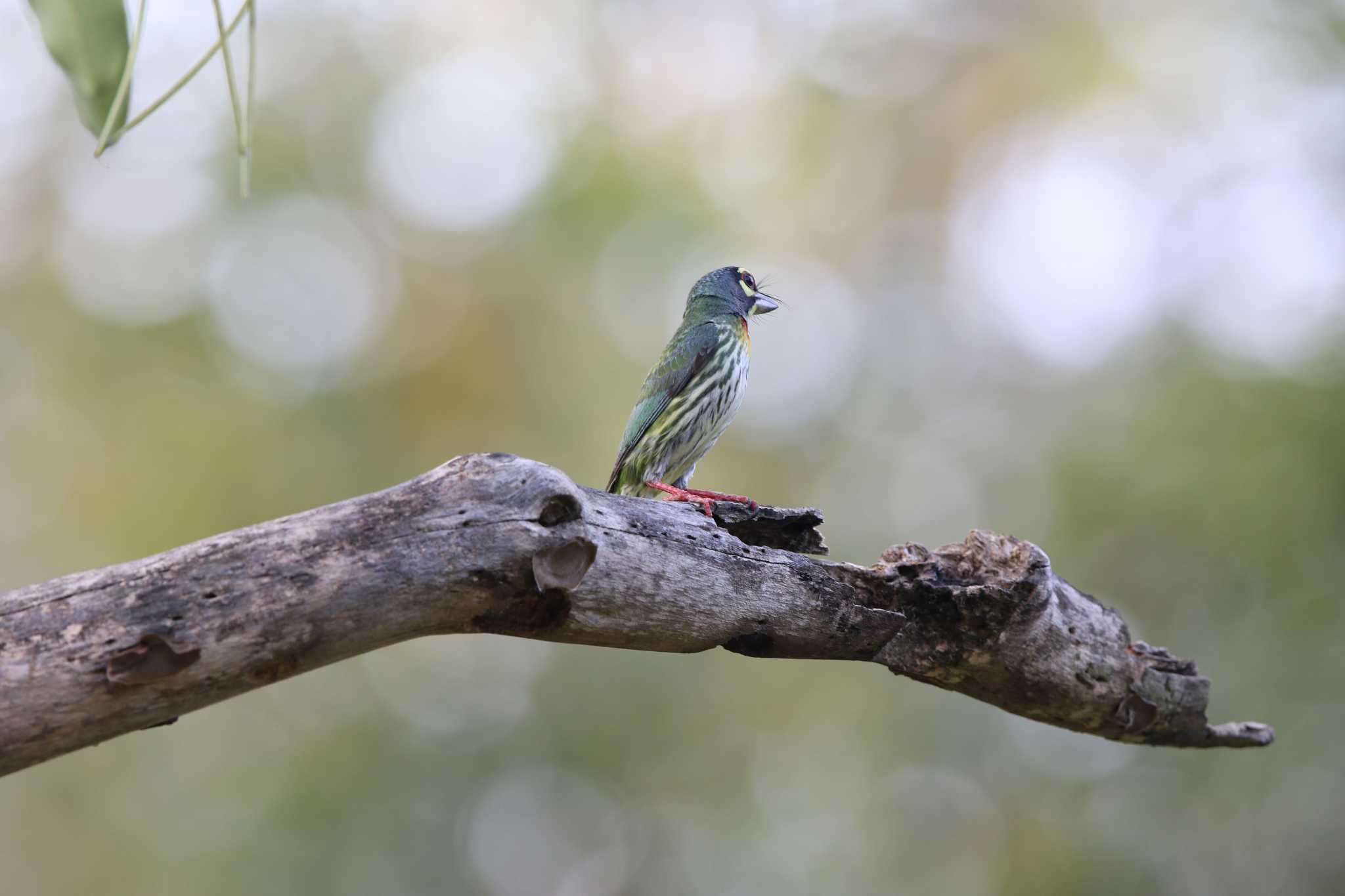 Photo of Coppersmith Barbet at Chatuchak Park by Trio