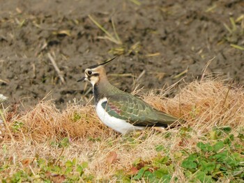 2021年12月25日(土) 京都府の野鳥観察記録