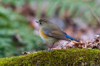 ルリビタキ 薬師池公園 2021年12月26日(日)