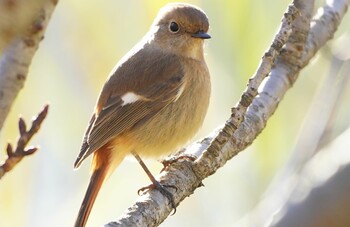 2021年12月26日(日) 千里南公園の野鳥観察記録