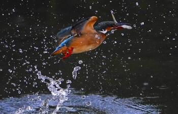 カワセミ 千里南公園 2021年12月26日(日)