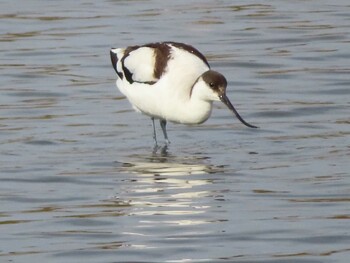 Pied Avocet 須崎調整池 Sun, 12/26/2021