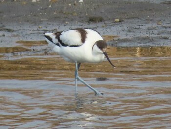 Pied Avocet 須崎調整池 Sun, 12/26/2021