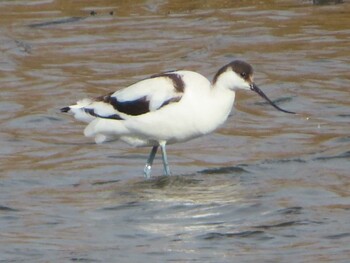 Pied Avocet 須崎調整池 Sun, 12/26/2021