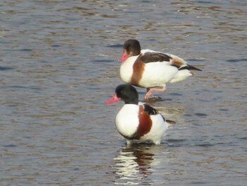 Common Shelduck 須崎調整池 Sun, 12/26/2021