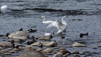 2021年12月26日(日) 上田養護学校西の千曲川の野鳥観察記録