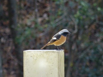 Daurian Redstart Mikiyama Forest Park Sun, 12/26/2021