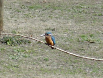 Common Kingfisher Mikiyama Forest Park Sun, 12/26/2021