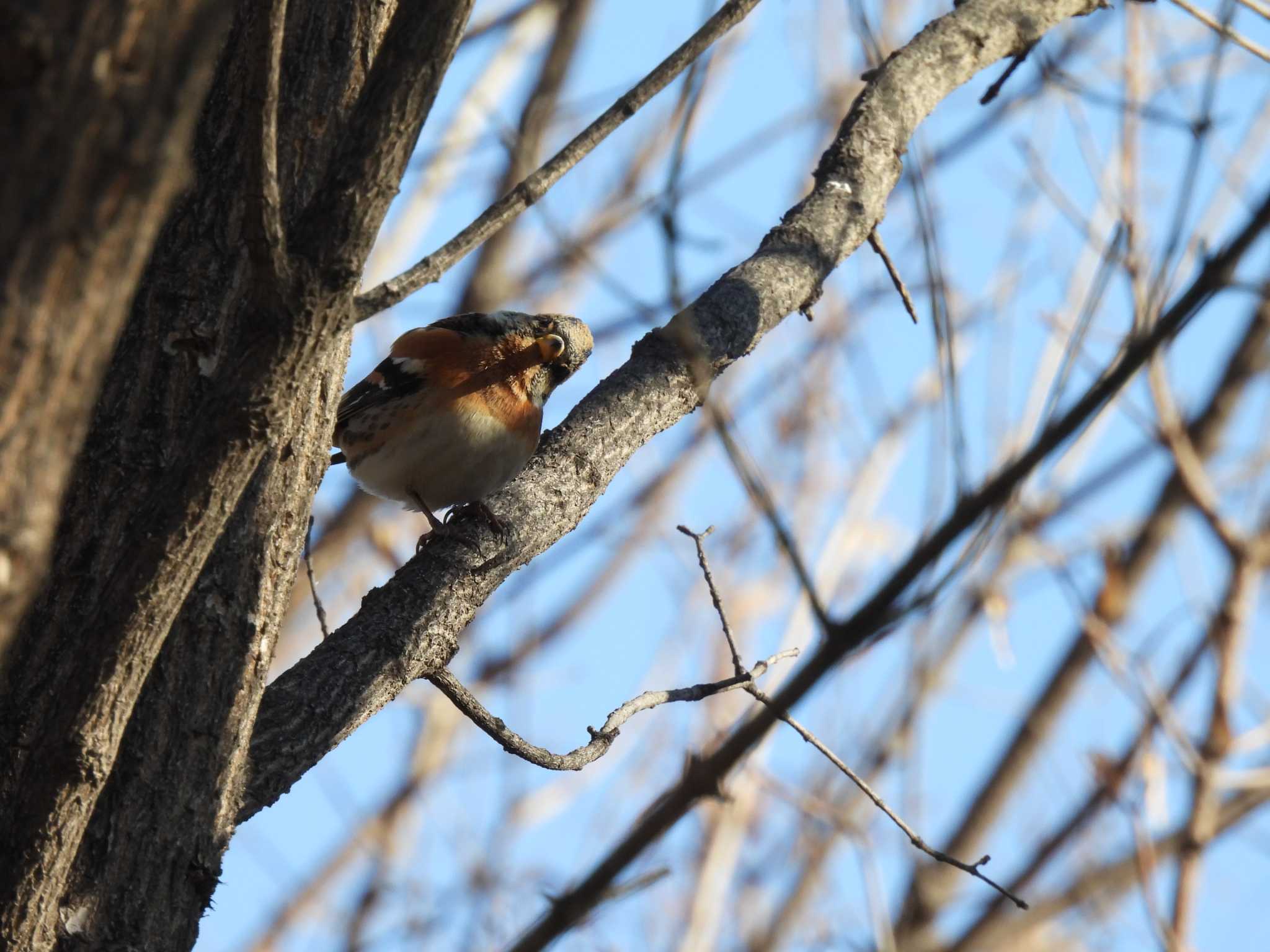 Brambling