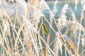 Warbling White-eye Showa Kinen Park Sun, 12/26/2021