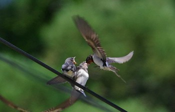 Barn Swallow Unknown Spots Sun, 6/11/2017