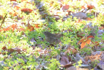 ウグイス 昭和記念公園 2021年12月26日(日)