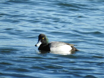 2021年12月26日(日) ふなばし三番瀬海浜公園の野鳥観察記録