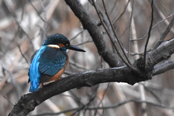 カワセミ 石神井公園 2021年12月26日(日)