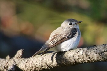 コサメビタキ 神奈川県観音崎公園 2021年12月24日(金)