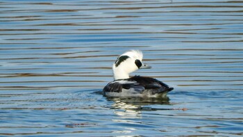 2021年12月19日(日) 昆陽池公園の野鳥観察記録