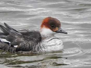 2021年12月25日(土) 奈良市水上池の野鳥観察記録