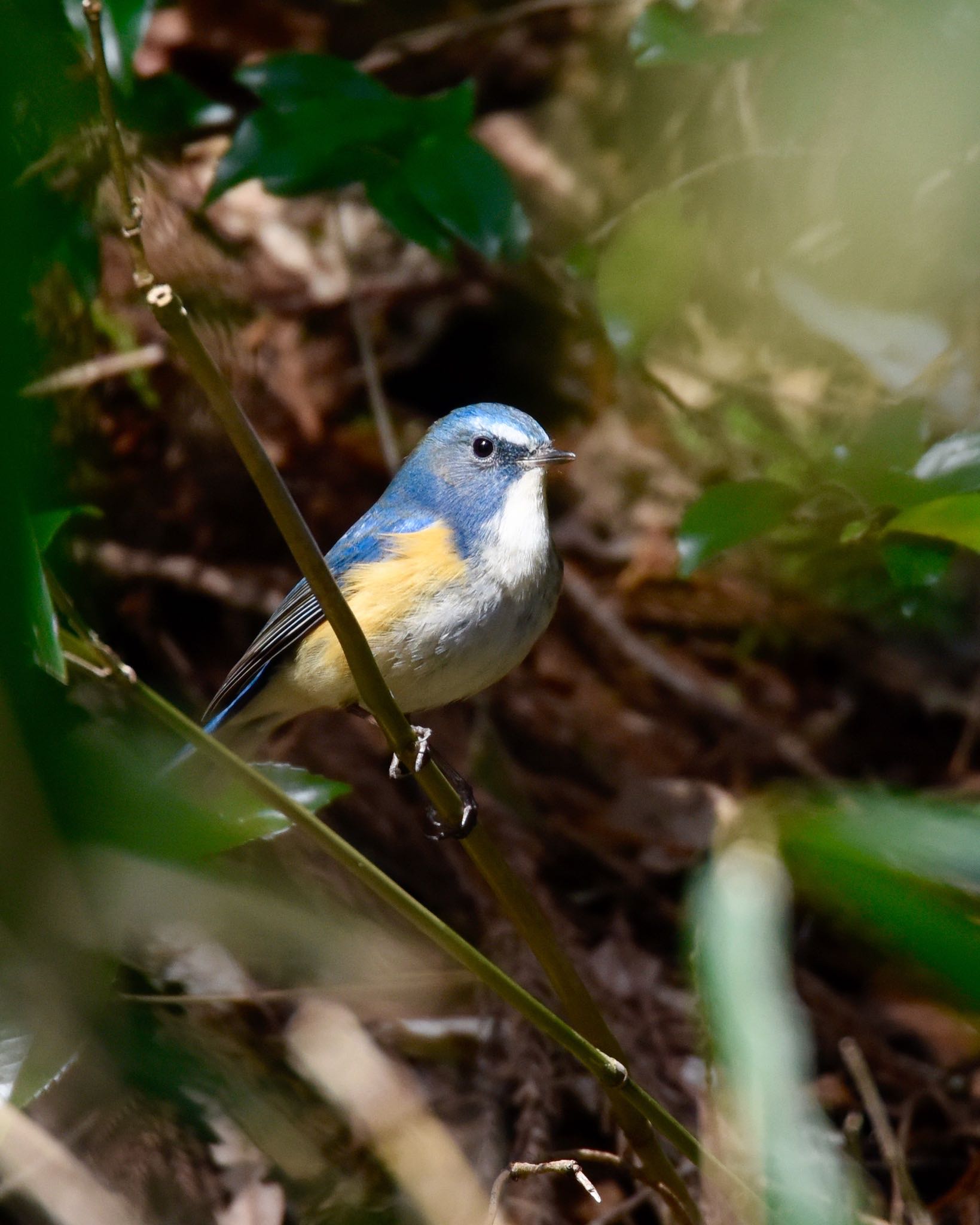 Photo of Red-flanked Bluetail at  by yasuyo poko