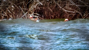 2021年12月17日(金) 奈良市水上池の野鳥観察記録