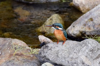 Common Kingfisher Unknown Spots Thu, 5/25/2017