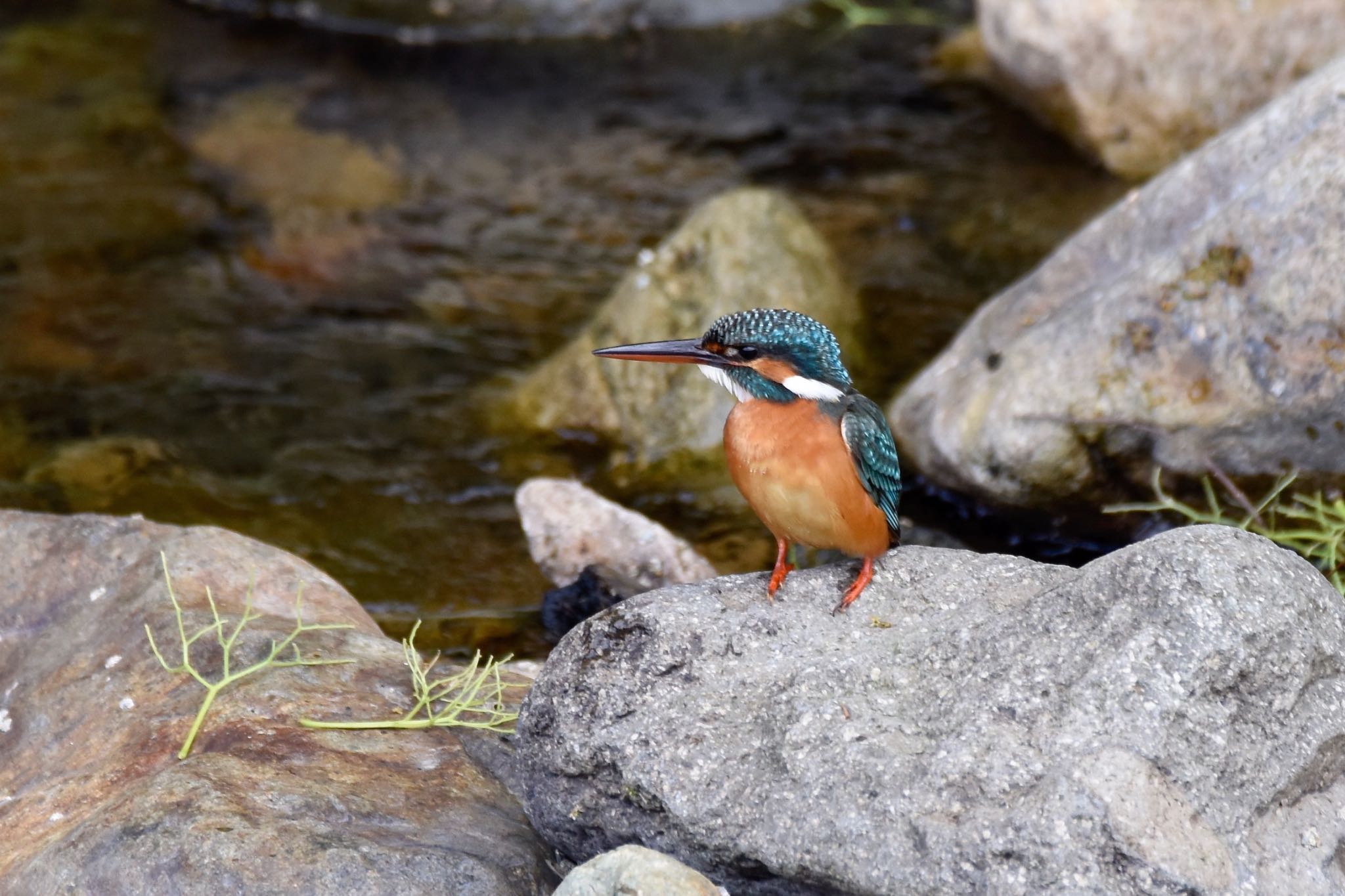 Photo of Common Kingfisher at  by yasuyo poko