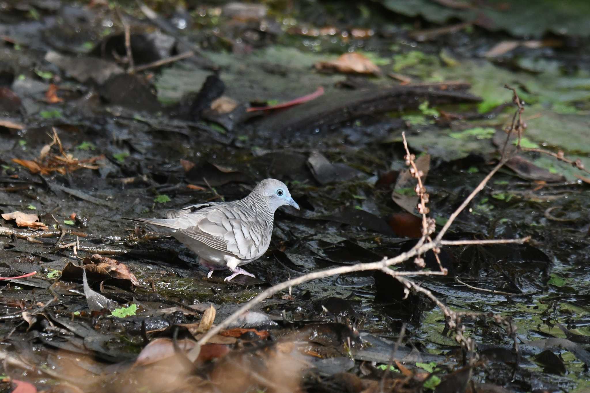 Peaceful Dove