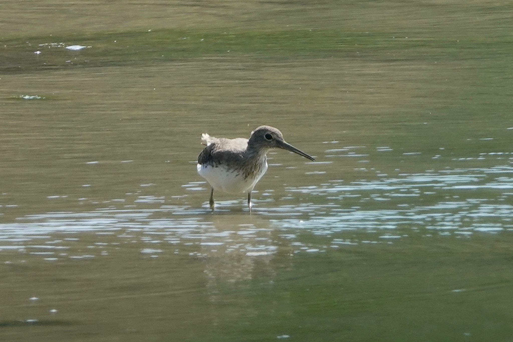 Green Sandpiper