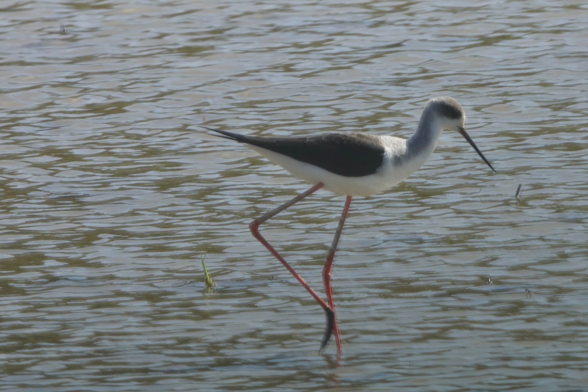 Black-winged Stilt