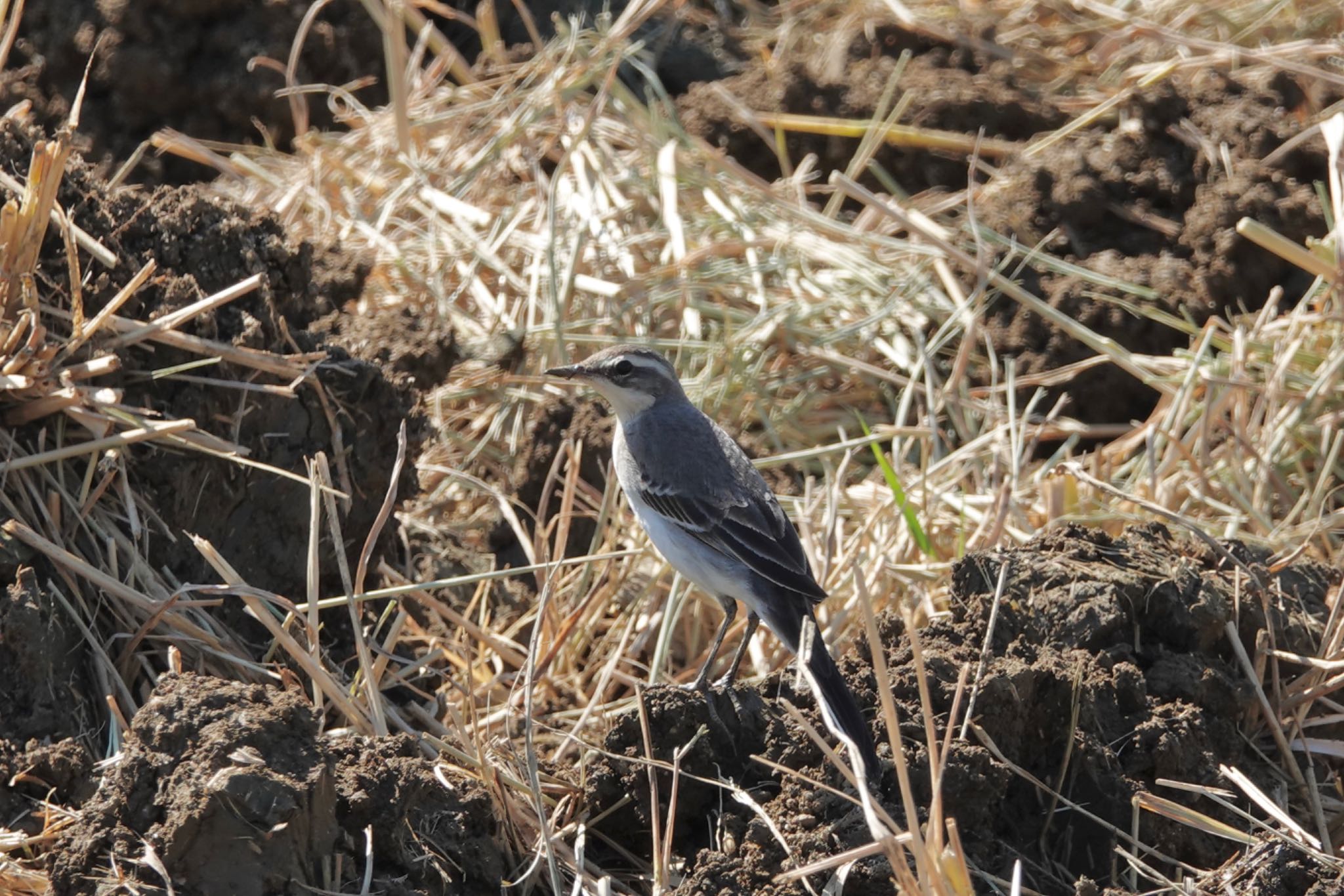 Eastern Yellow Wagtail