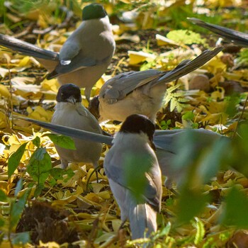 Azure-winged Magpie 東京都 Unknown Date