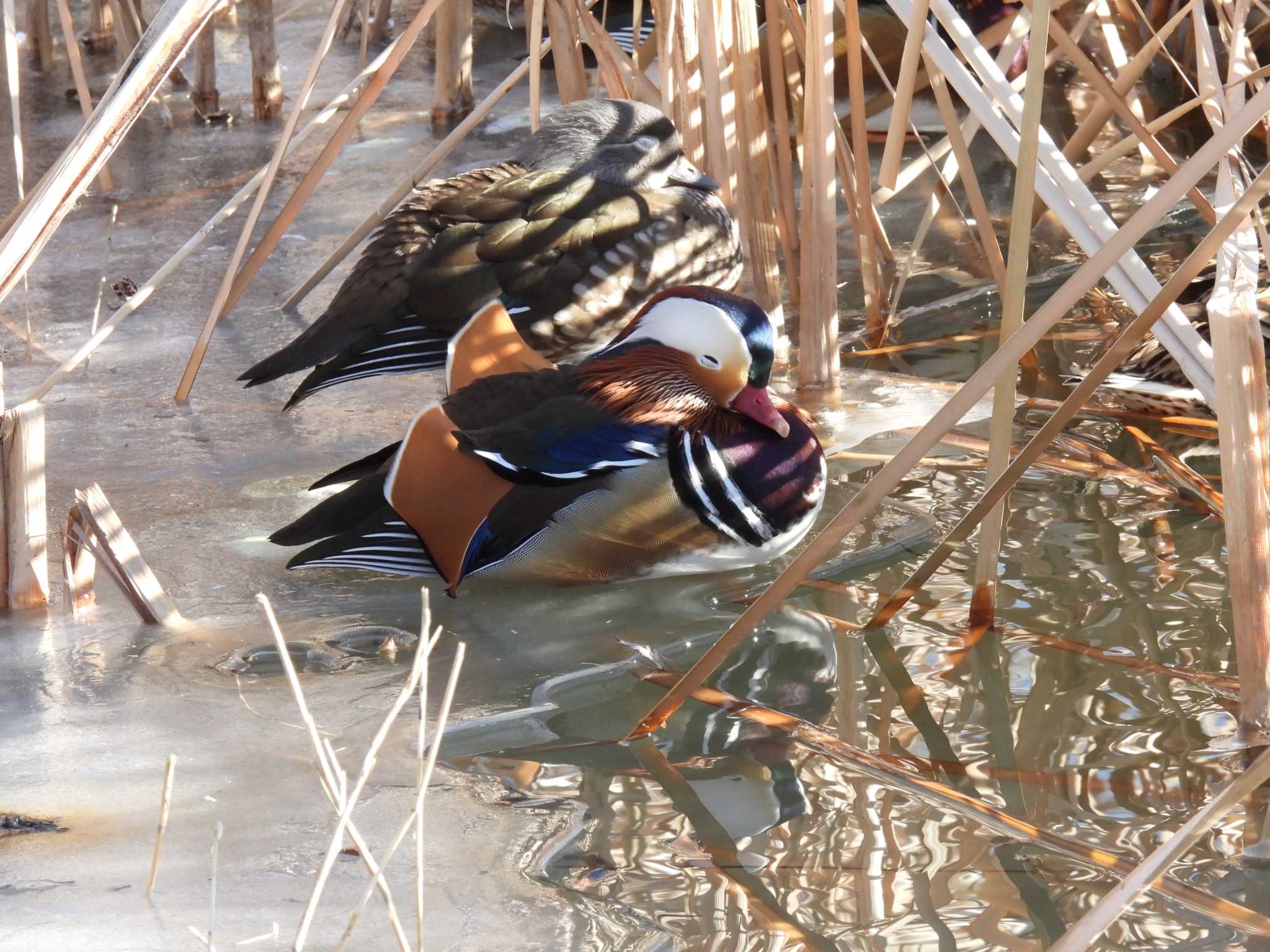 Mandarin Duck