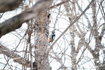 Great Spotted Woodpecker 清里高原 Mon, 12/20/2021