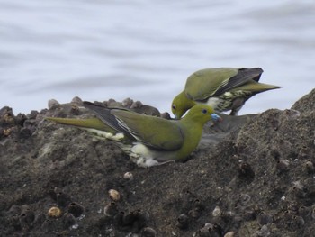 White-bellied Green Pigeon Terugasaki Beach Sun, 6/11/2017