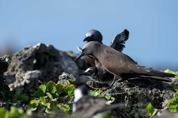 Brown Noddy