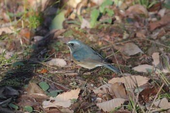 Red-flanked Bluetail 多摩市 Sun, 12/26/2021