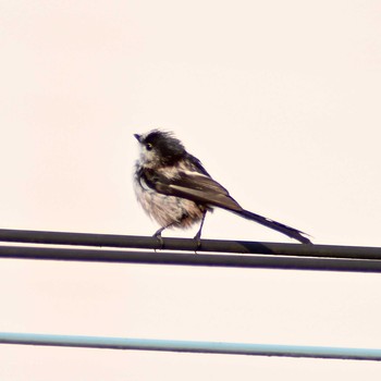 Long-tailed Tit 奈良県奈良市 Fri, 6/16/2017