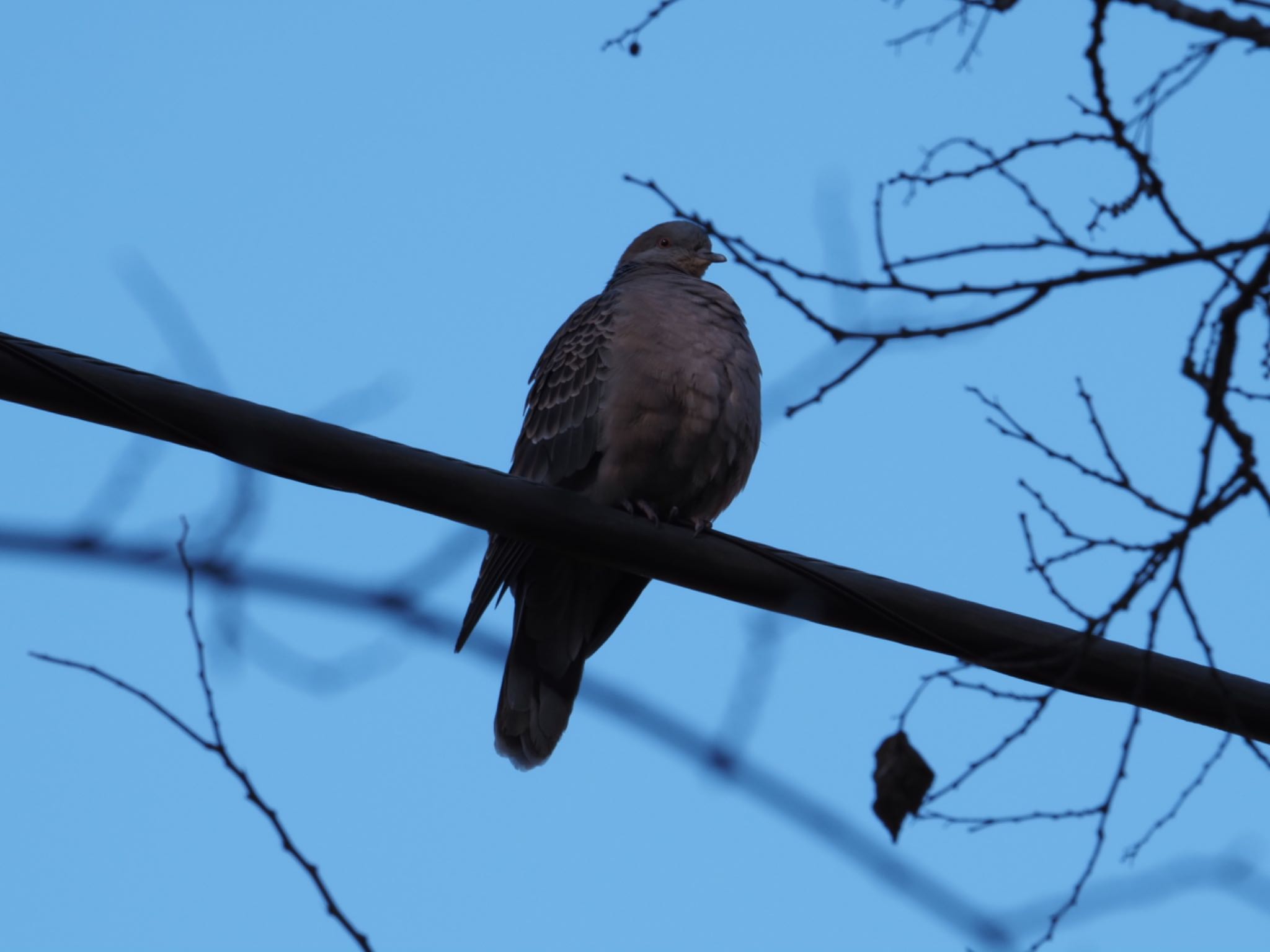 Oriental Turtle Dove