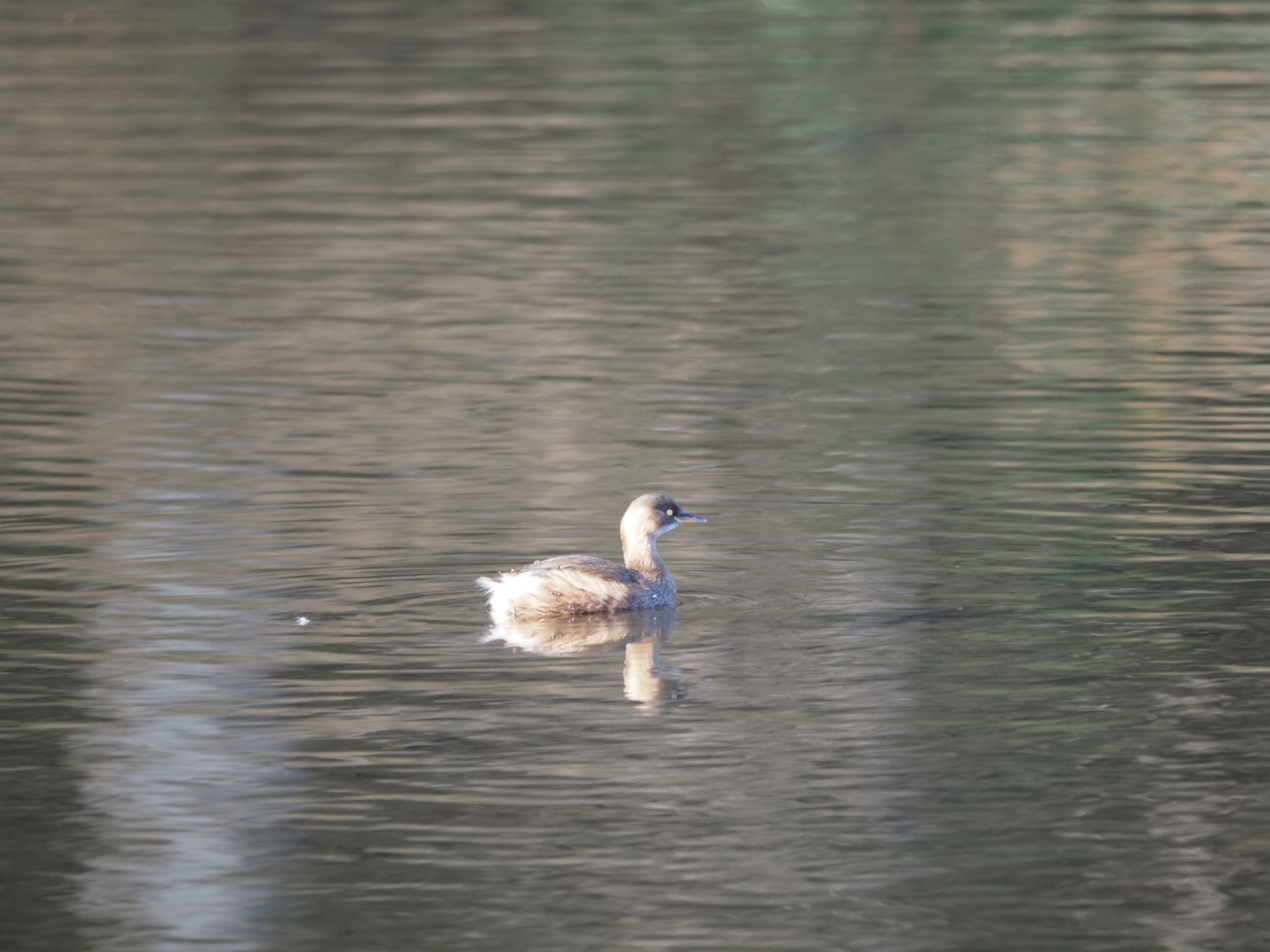 Photo of Little Grebe at 泉の森公園 by メメタァ