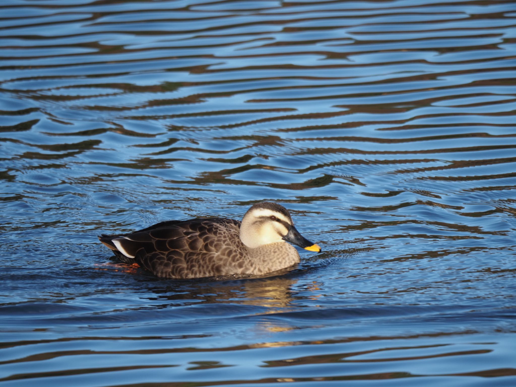 Eastern Spot-billed Duck