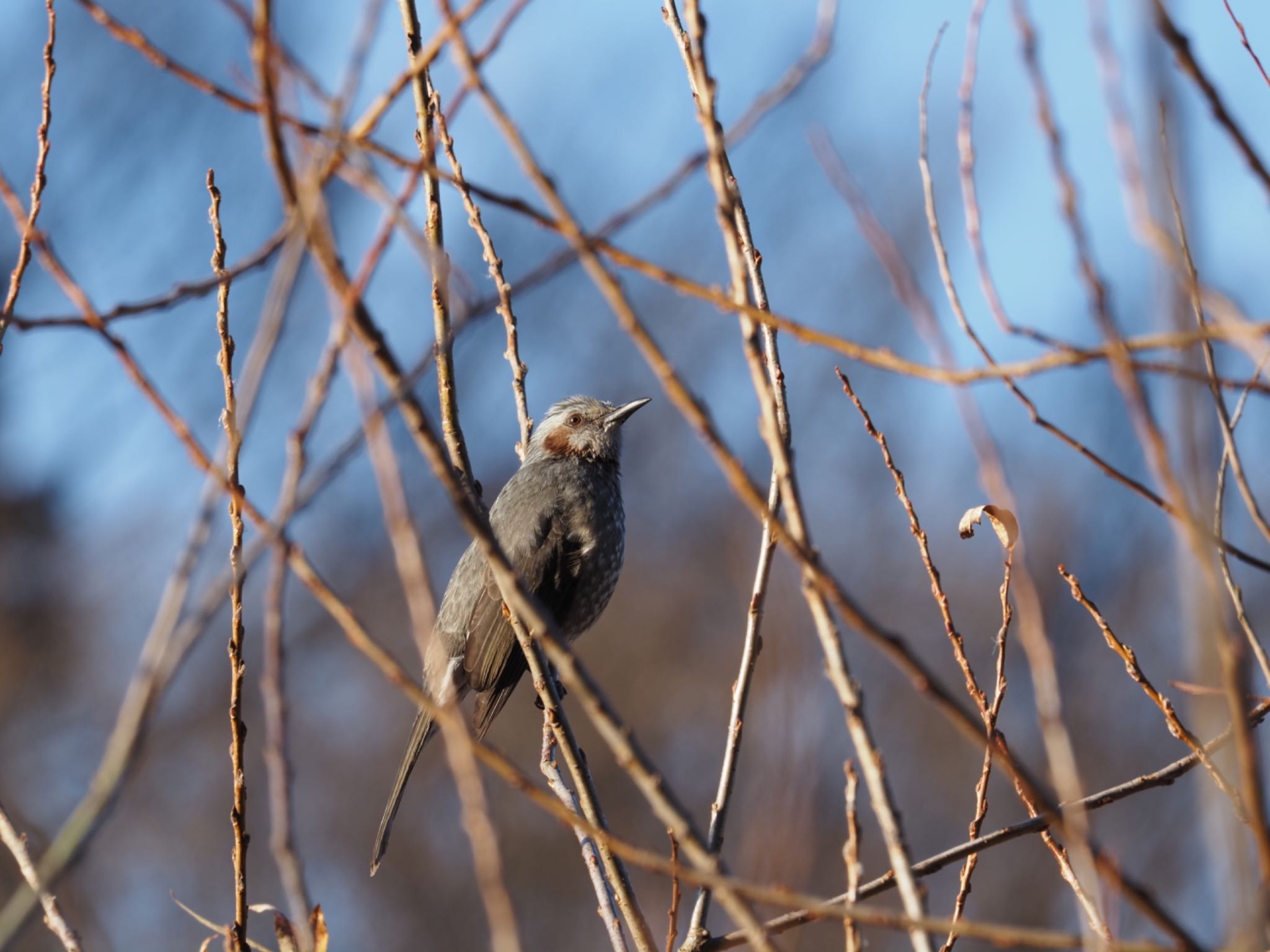 Brown-eared Bulbul