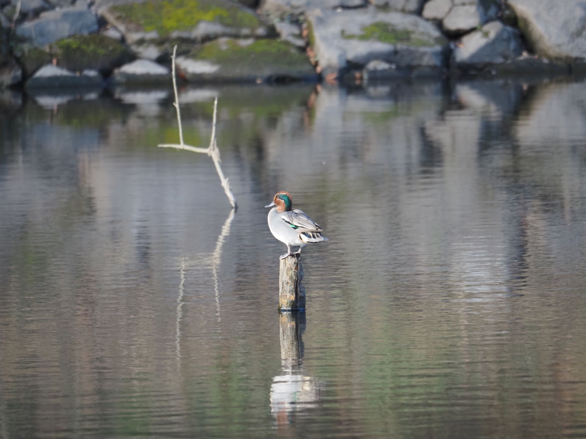 泉の森公園 コガモの写真 by メメタァ